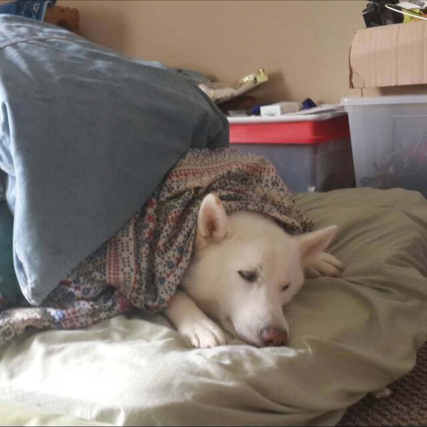 Bobo Buried in Blankets