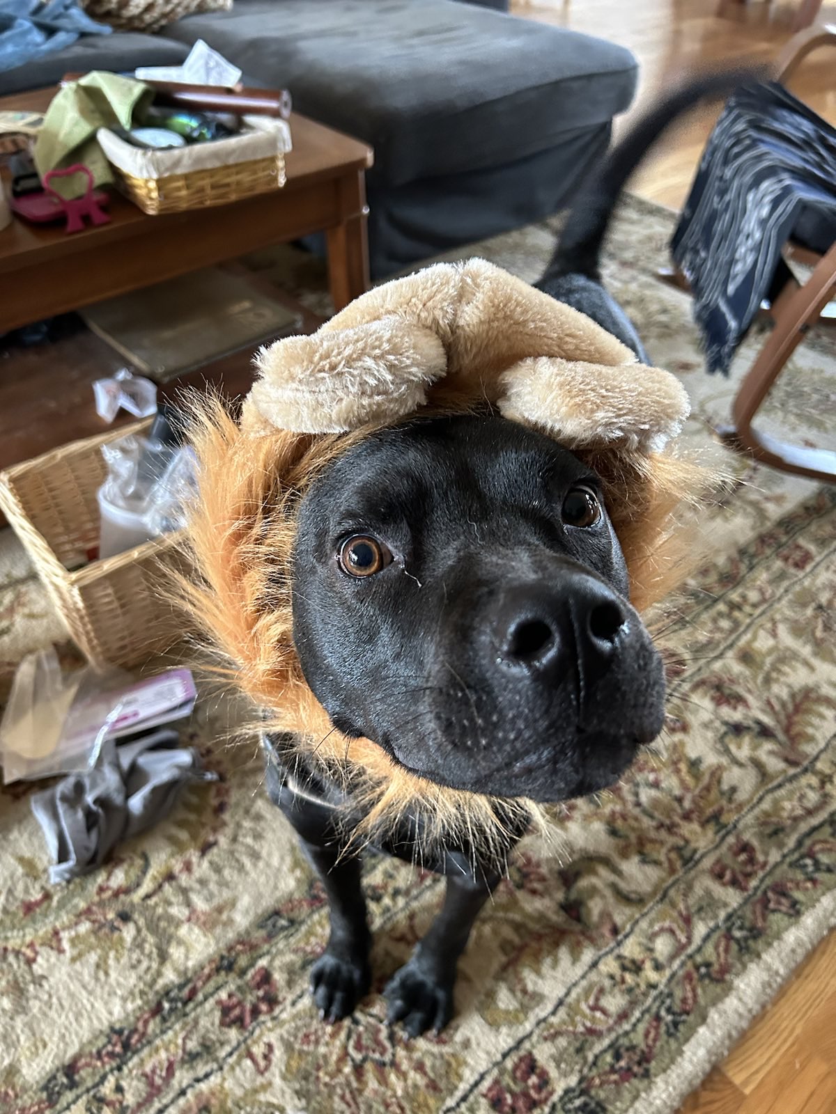 Dako Wearing a Lion Mane